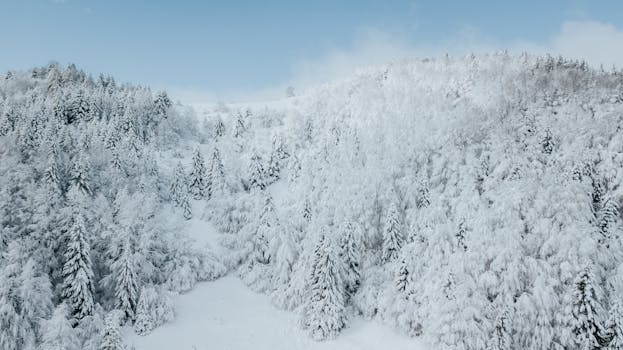 Stunning aerial view of a snow-covered forest on a mountain during winter season.