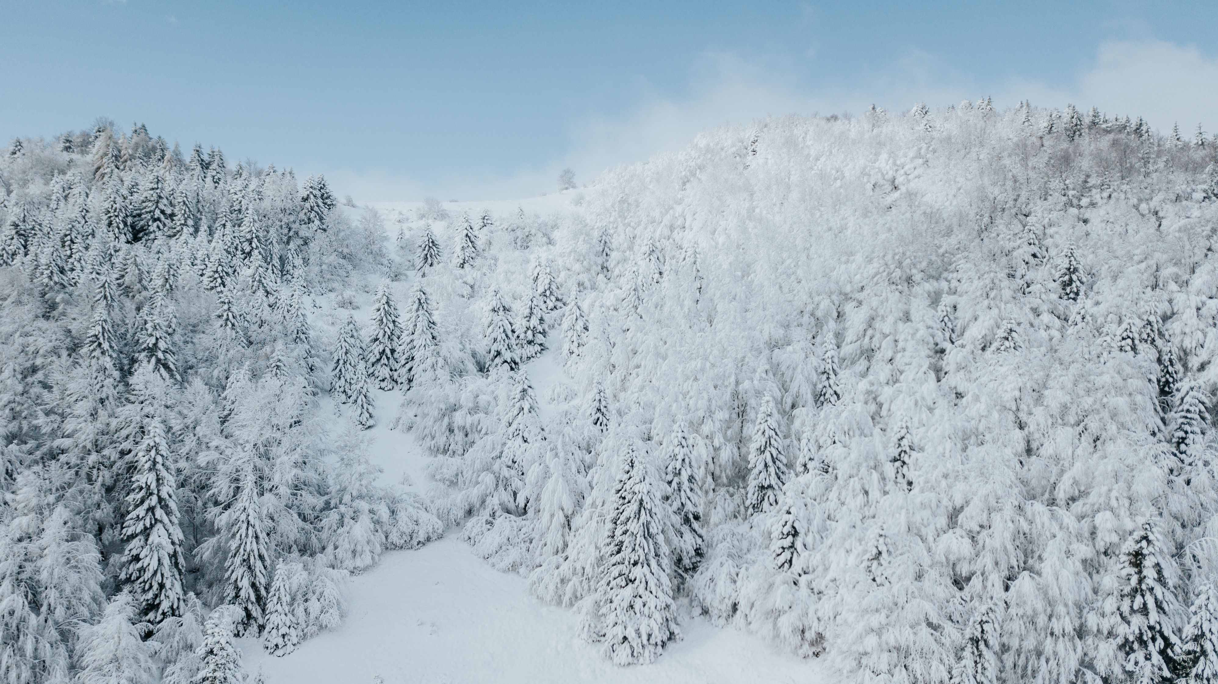 Photo of Trees on Mountain Covered with Snow · Free Stock Photo