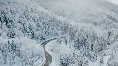 겨울, 곡선, 나무의 무료 스톡 사진