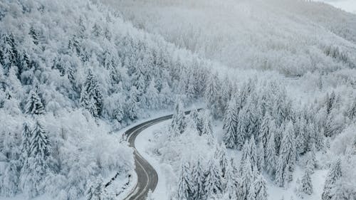 Gratis stockfoto met berg, besneeuwd, bomen