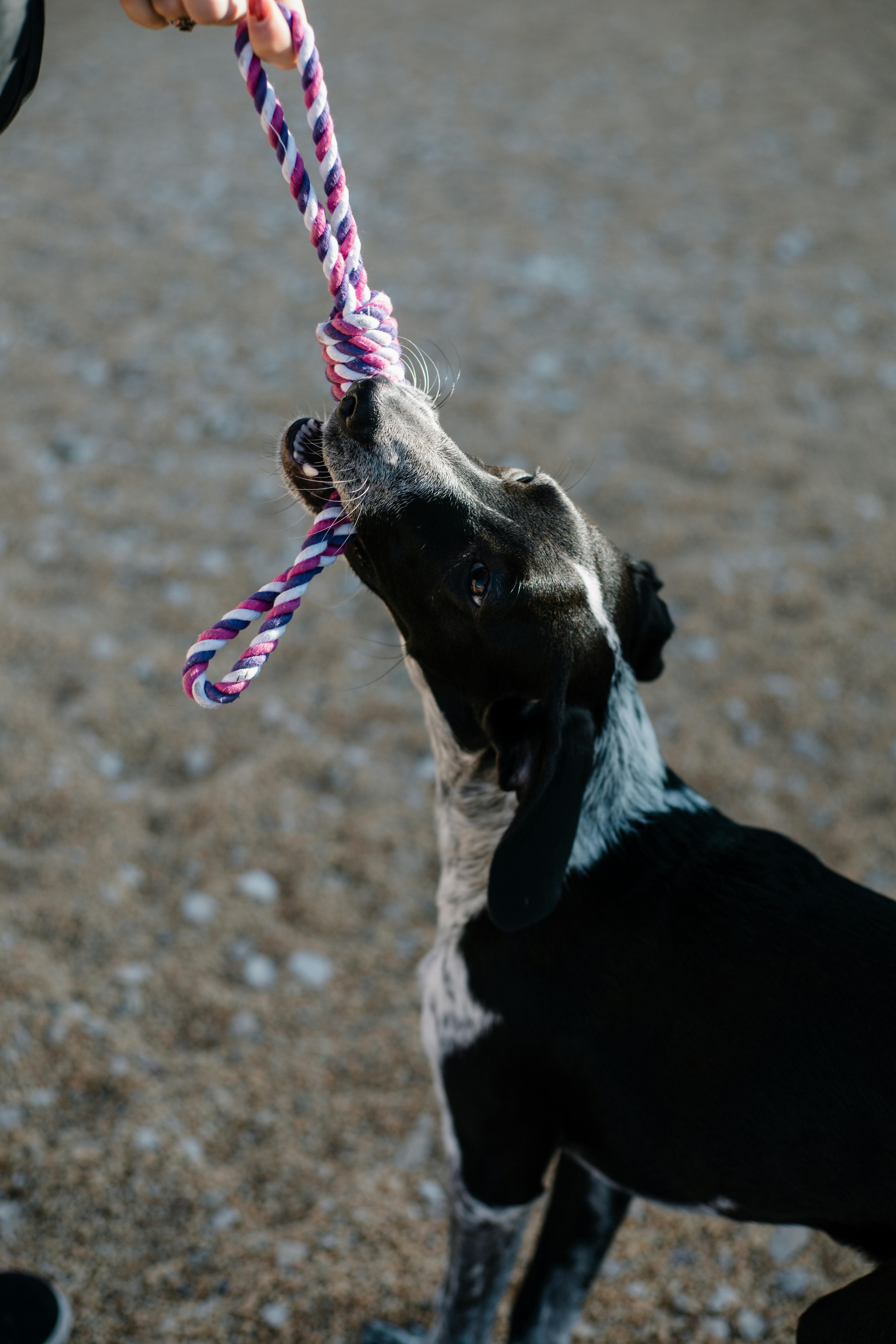 Photo of Dog Biting a Rope · Free Stock Photo