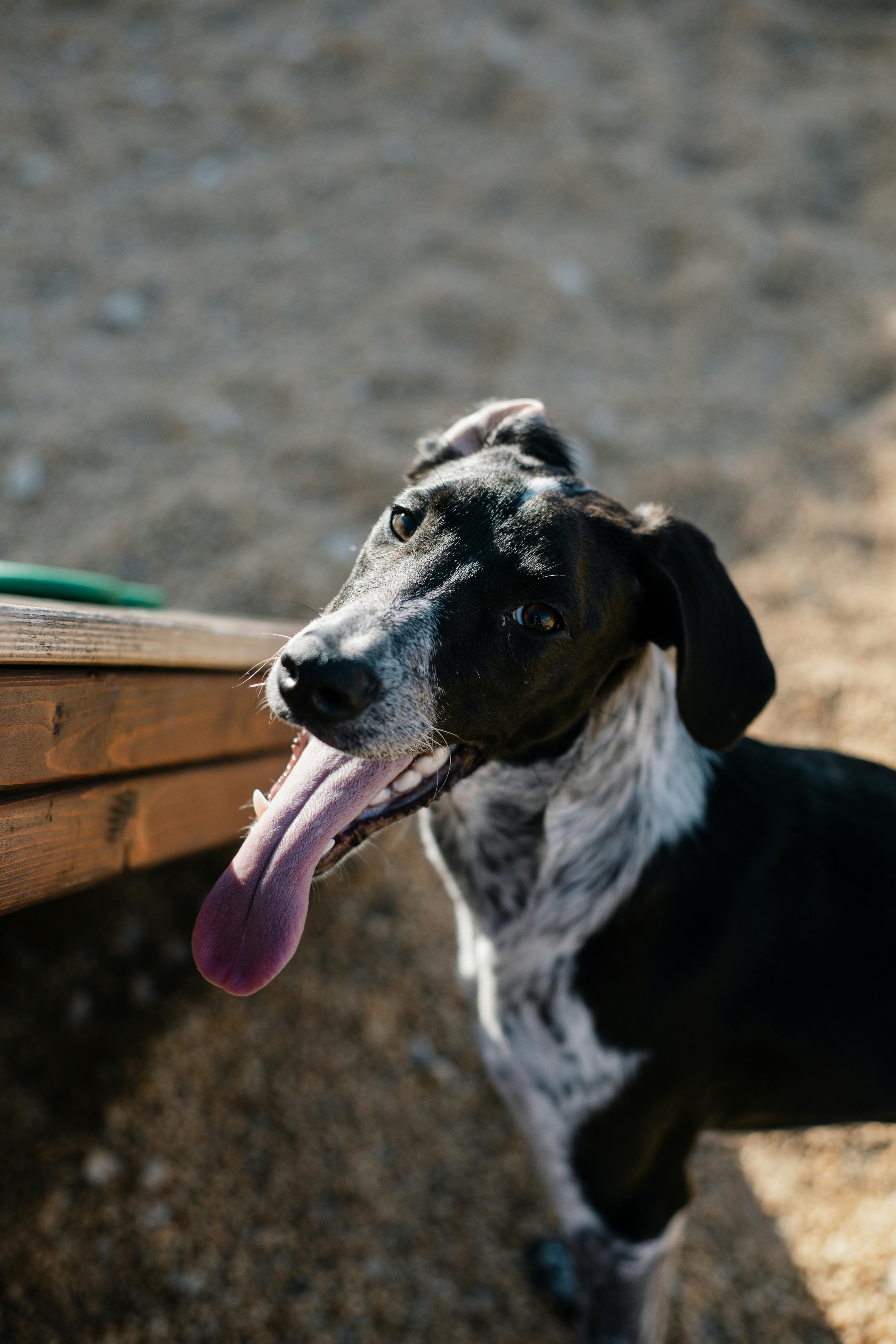 Whippet 2024 pointer mix