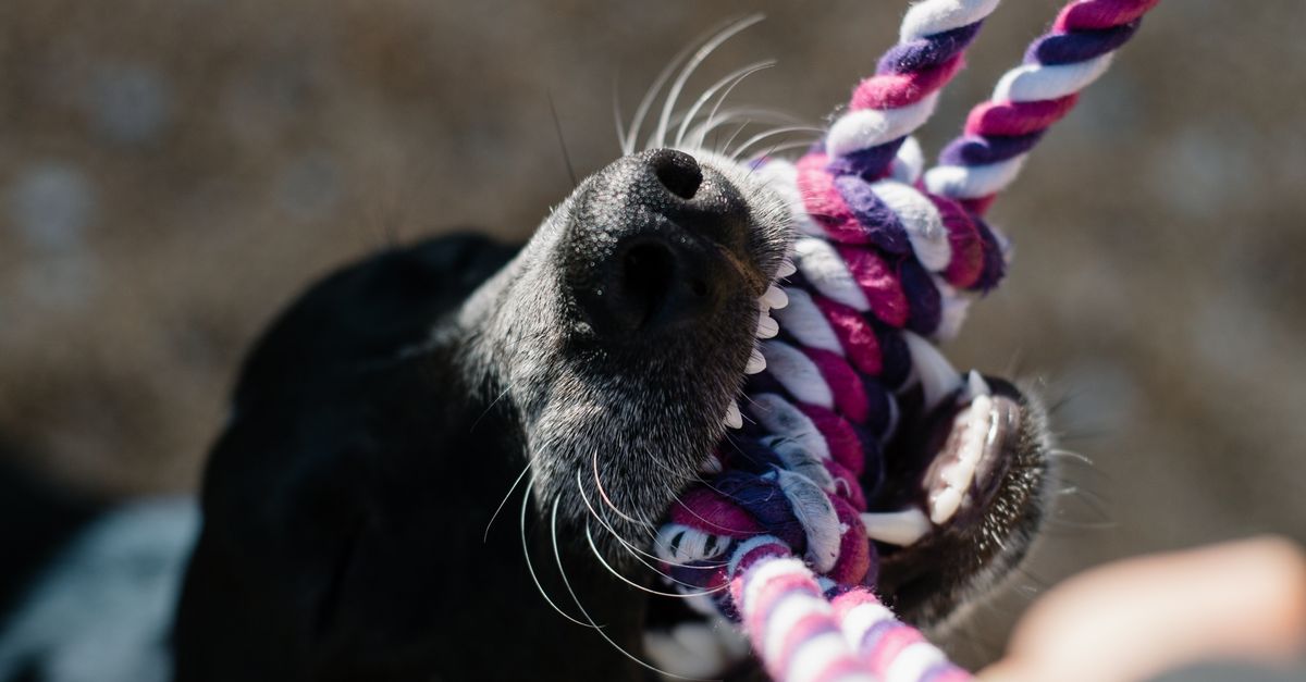 Best Dog Presents by Type Best dog presents by type: black and white dog pulling on a knotted cotton rope chew toy