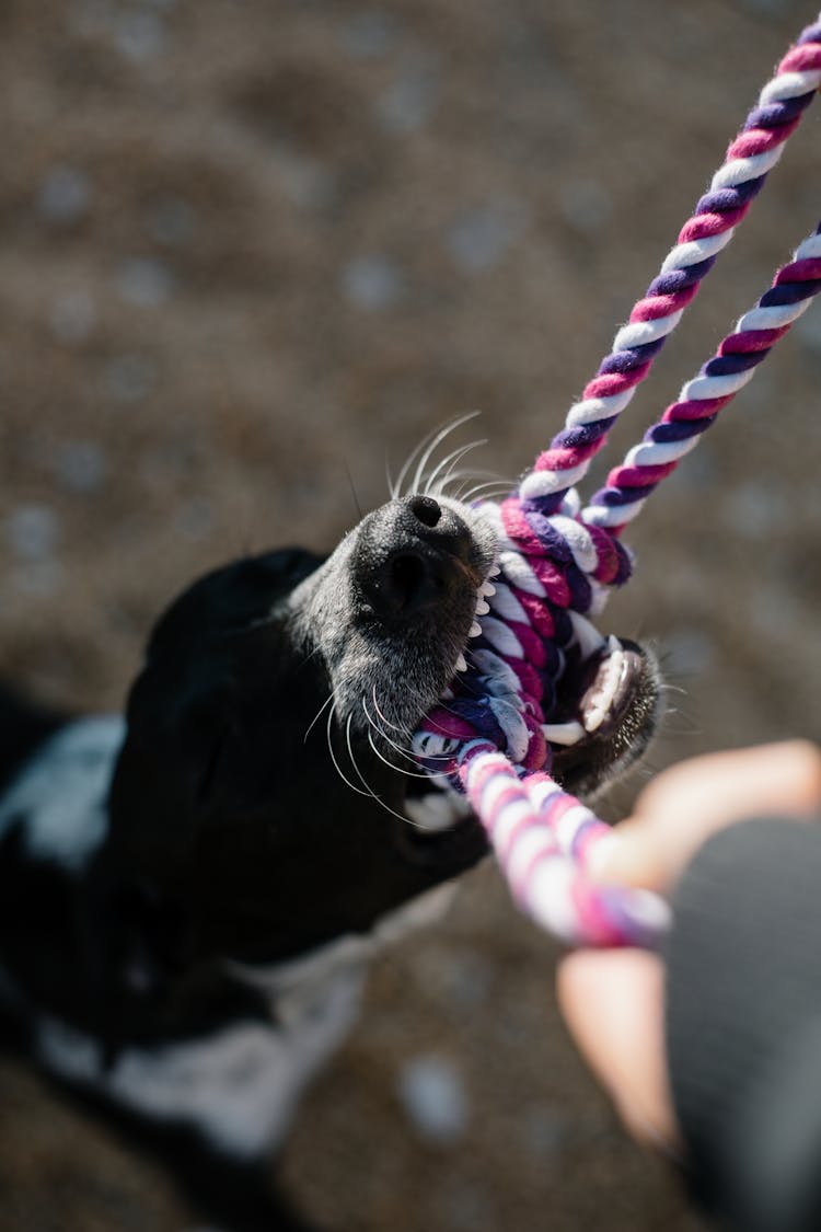 Black And White Short Coated Dog Biting A Chew Toy Knot Cotton Rope 