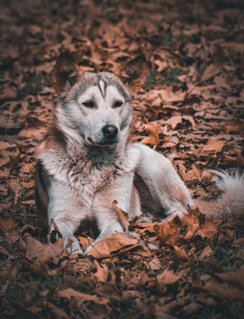 Close Up Photo of Dog Lying on the Ground