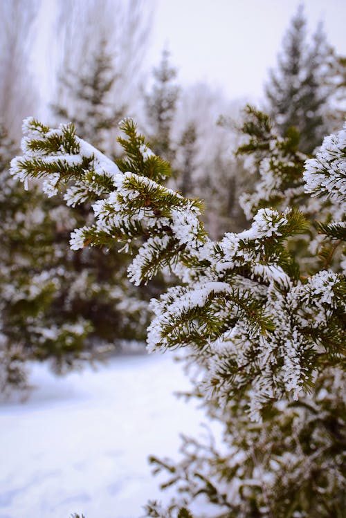 Darmowe zdjęcie z galerii z duże opady śniegu, liście, liście sosny