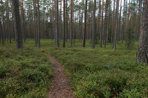 Gratis stockfoto met Bos, bossen, conifeer