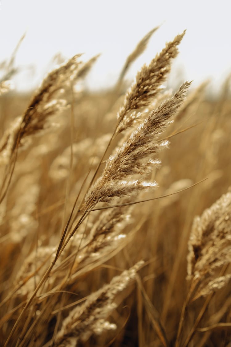 Close Up Of Yellow Grain