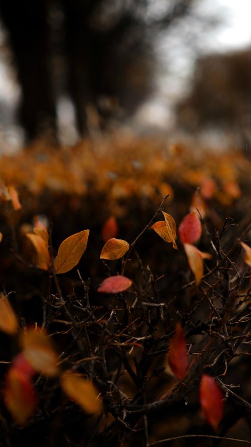 Free Close-up of red and yellow autumn leaves with blurred branches in a vertical composition. Stock Photo