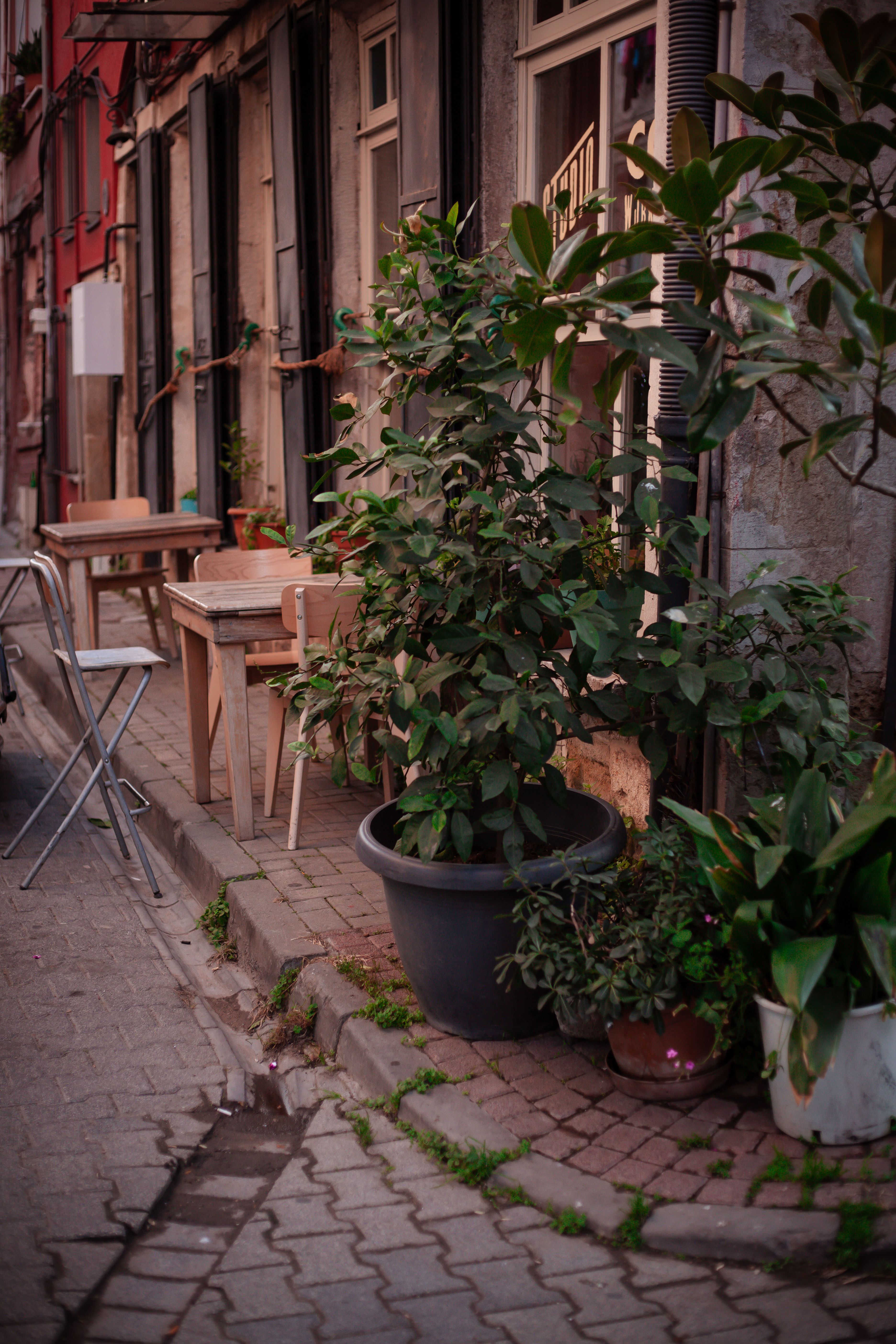 Potted Plants Growing by Side of Road · Free Stock Photo