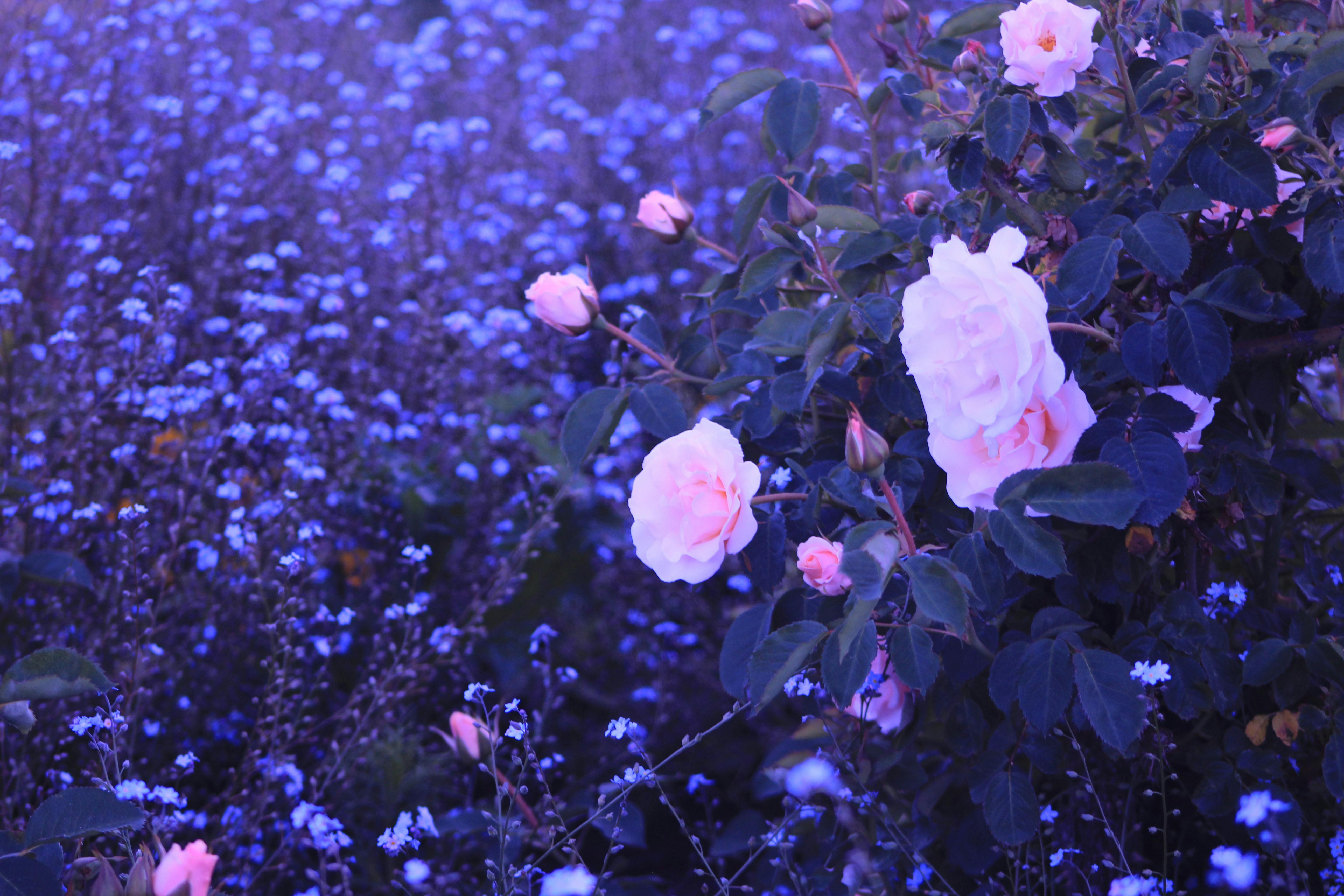 Online gardening course