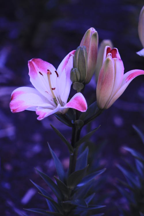 бесплатная Розовые и белые цветы с лепестками Стоковое фото