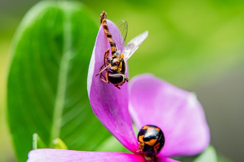 hoverfly and Ladybug on a Flower