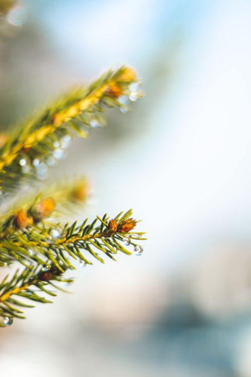 Free Detailed close-up of an evergreen branch with fresh water drops glistening in natural light. Stock Photo