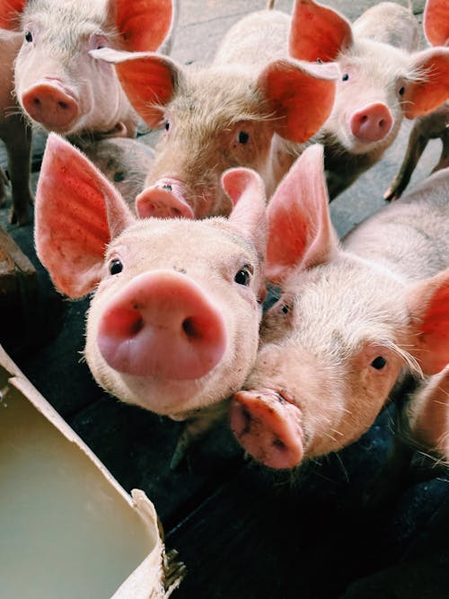 Gratis Fotos de stock gratuitas de animales, canalla, cerdos Foto de stock