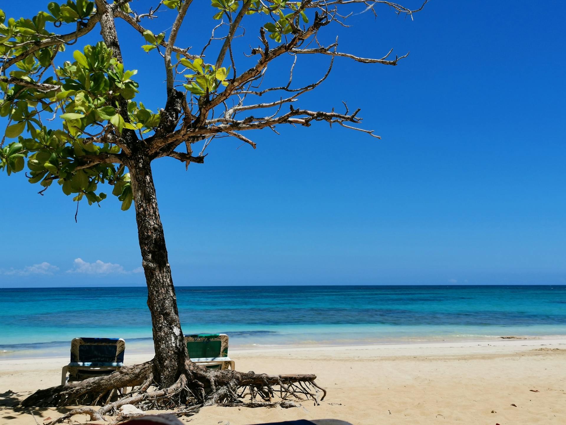 A tranquil beach scene featuring a lone tree with roots on the sandy shore and clear blue sea.