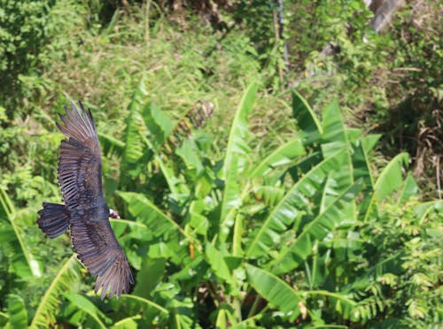Turkey vulture flying over banana plants