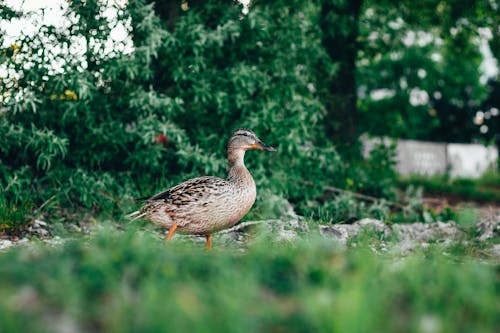 Duck on Grass 