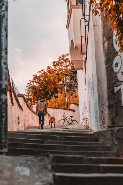 Back View of a Man Walking a Dog