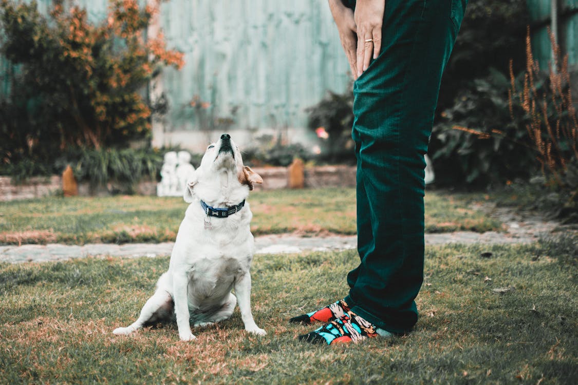 Free Man Standing Beside Dog On Green Grass  Stock Photo