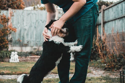 Pessoa Segurando Um Cachorro Preto E Branco