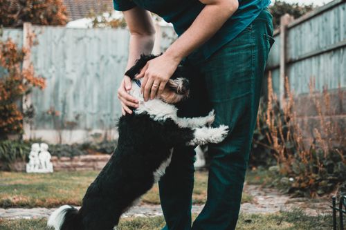 Free A sweet moment of companionship as a dog embraces a person in an outdoor setting. Stock Photo