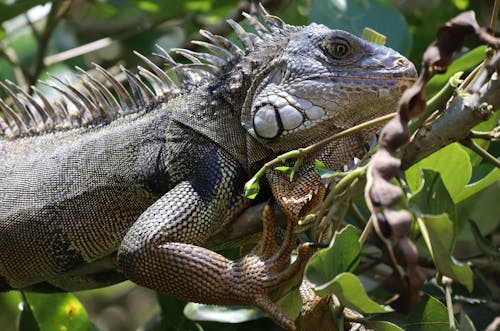 Close Up Photo of an Iguana