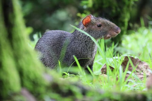 Close up of Agouti in Nature