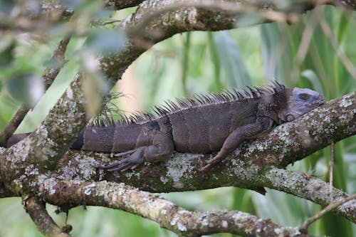 Iguana on Tree Branch