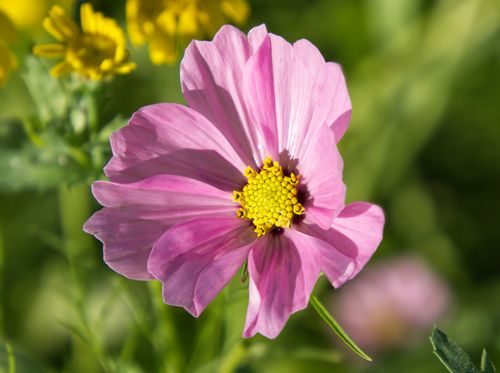 Free Close-up of a pink cosmos flower with a vibrant yellow center against a blurred green background. Stock Photo