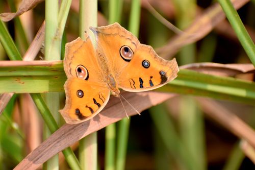 Free Detailed close-up of a vibrant Peacock Pansy butterfly resting on green leaves, showcasing its striking patterns. Stock Photo