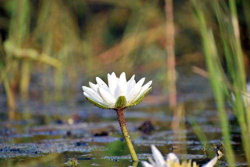 Fotos de stock gratuitas de de cerca, flor blanca, flora