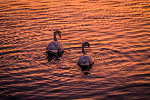 Swans on Body of Water