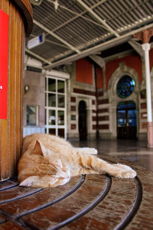 Free Peaceful orange tabby cat sleeping on a bench at an indoor Istanbul train station. Stock Photo