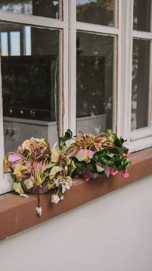 Dried Flowers by the Window