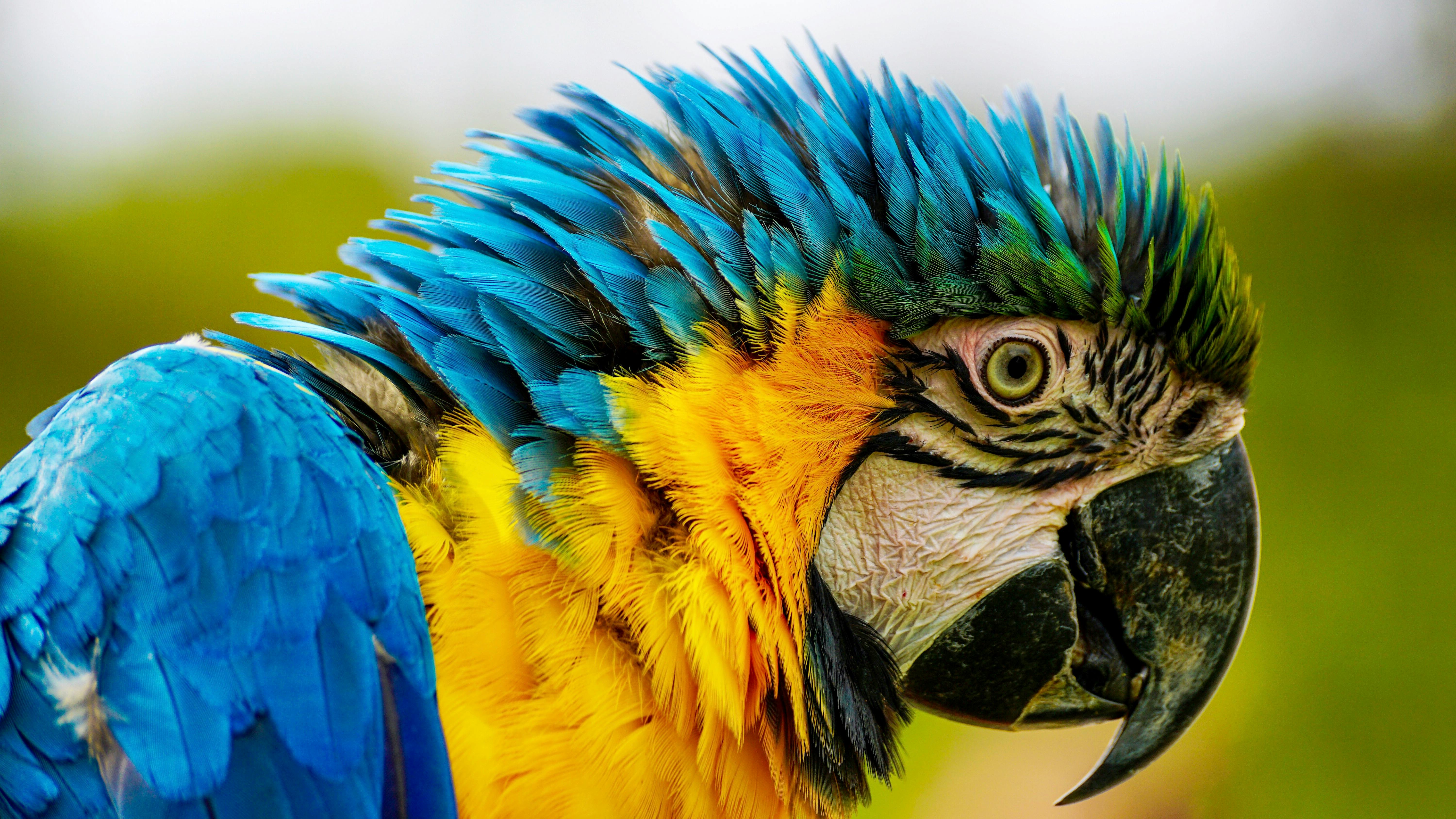 Hyacinth Macaw Parrot IPhone Wallpaper HD IPhone Wallpapers Wallpaper  Download  MOONAZ