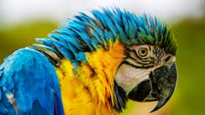 这张蓝黄金刚鹦鹉的特写令人惊叹，它鲜艳的羽毛和引人注目的喙清晰可见