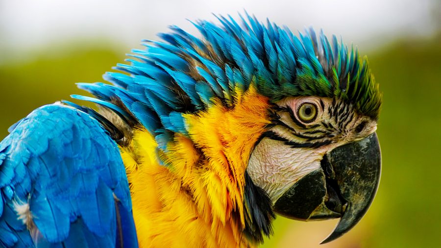 Blue and yellow macaw close-up portrait