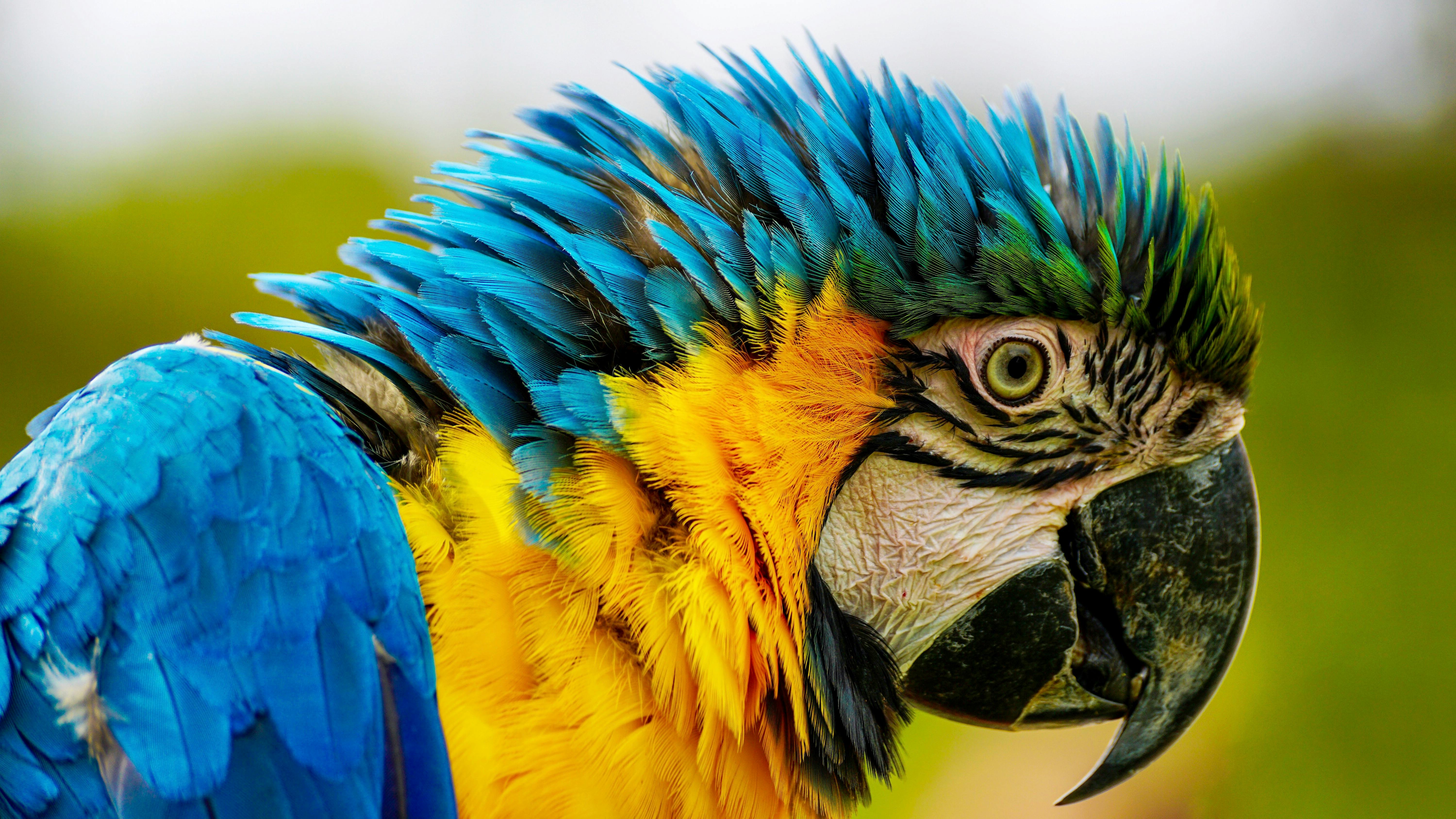 Close up Photography Of Blue And Yellow Macaw · Free Stock Photo