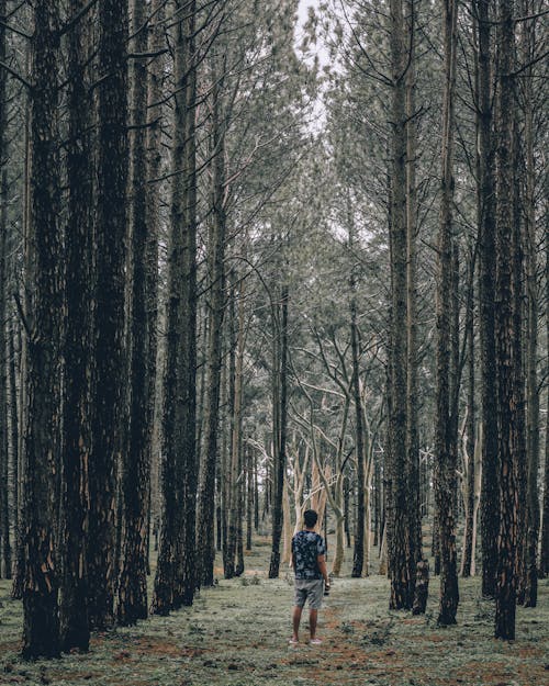 Free Man Standing in a Forest near Tall Trees Stock Photo