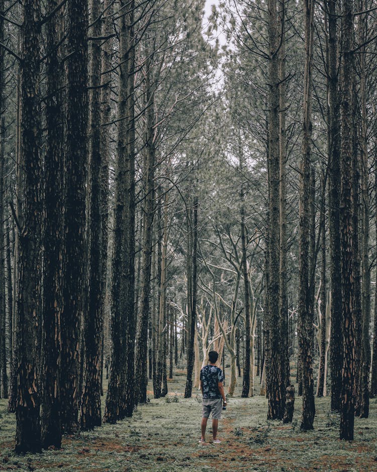 Man Standing In A Forest Near Tall Trees