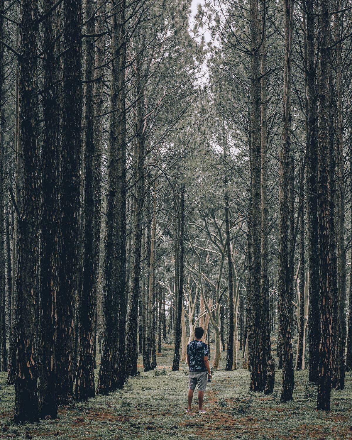 Man Making Ridge Forest Man Standing in a Forest near Tall Trees · Free Stock Photo