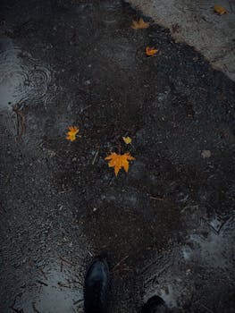 Vibrant autumn leaves on a rain-soaked road in İzmir. Perfect for fall-themed stock images.