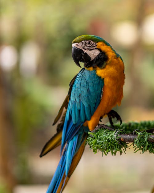 Macaw Bird in Close Up Photography