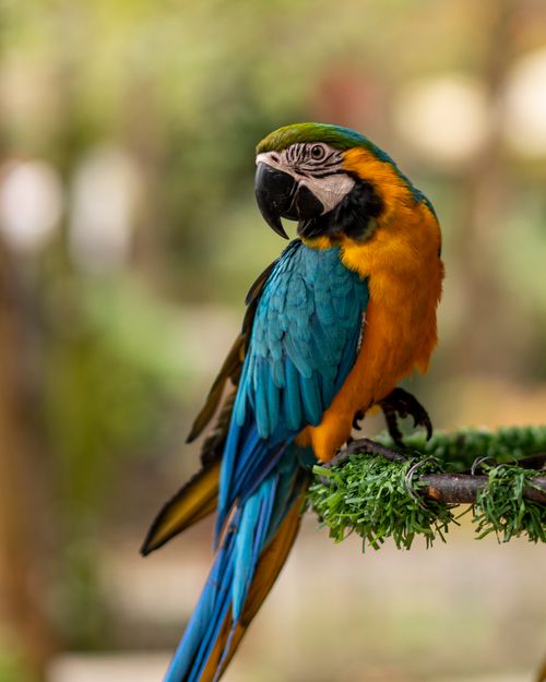 Free Close-up of a colorful macaw perched on a branch in a lush outdoor setting. Stock Photo