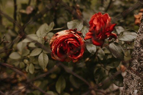 Close Up Photo of Red Flowers