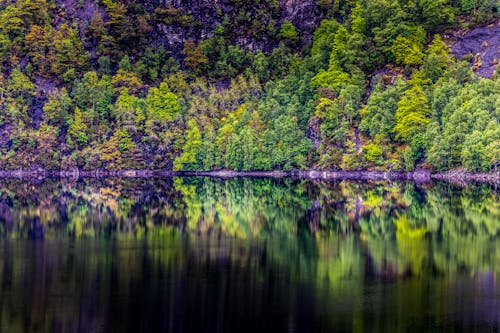 Panoramic Photography of Trees