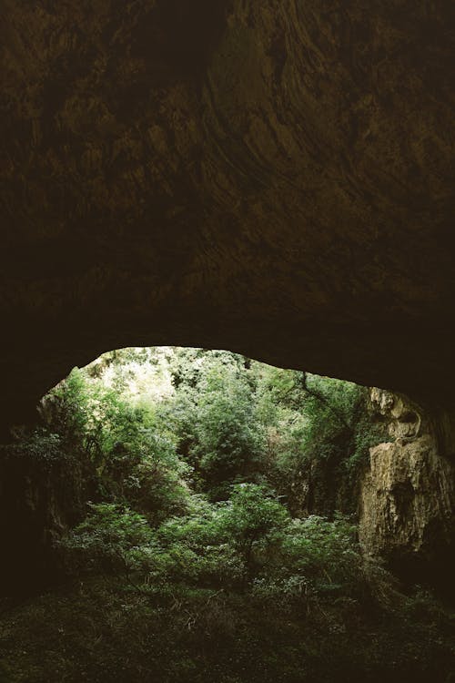 光, 叢林, 垂直拍攝 的 免費圖庫相片