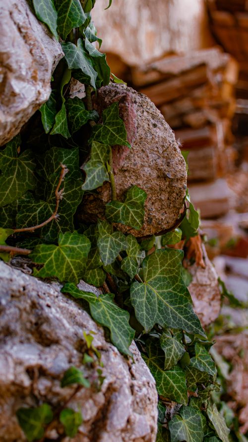 Free Detailed view of ivy creeping over a rustic stone wall, showcasing natural textures and greenery. Stock Photo