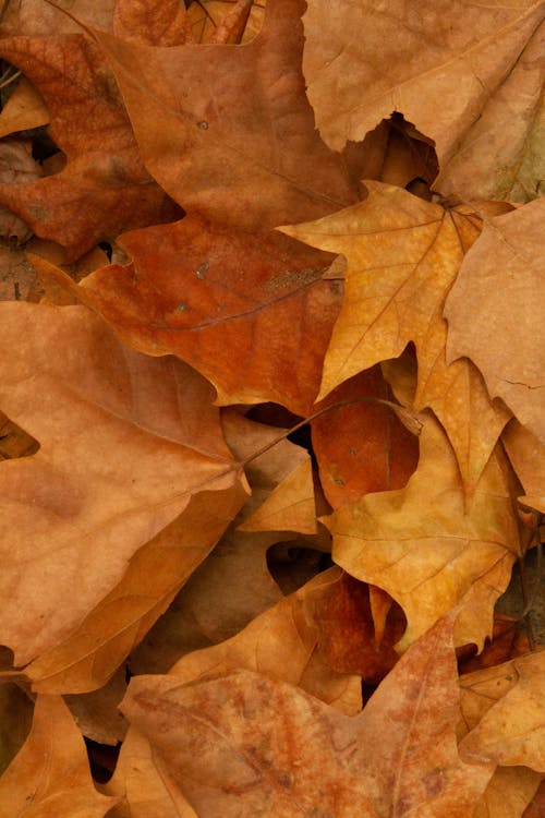 Brown Dried Leaves on the Ground